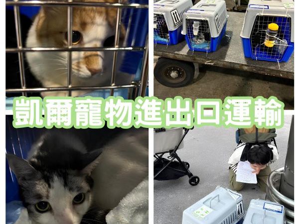 2024/11/20『香港』兩隻貓貓一起飛香港找主人囉~~~